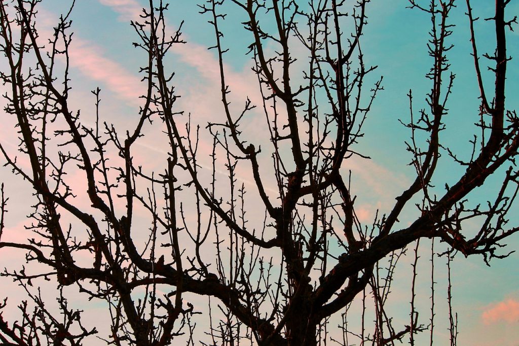 Obstbäume mit Kalkanstrich vor Frost schützen