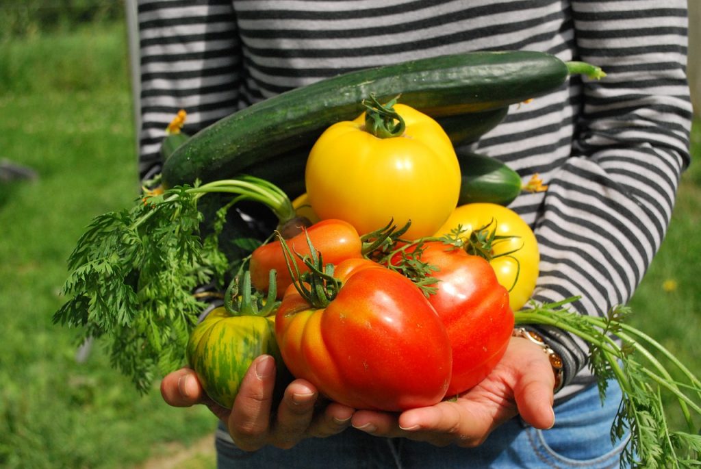 Gemüse Ernte Gewächshaus Garten Gärtner Tomaten Zucchini